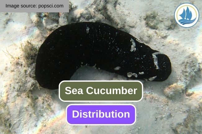 The Fascinating Distribution of Sea Cucumber